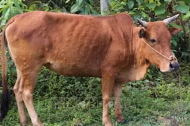 Xuất hiện ổ dịch viêm da nổi cục trên đàn bò tại tỉnh Hà Nam