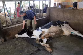 Ông Nguyễn Đình Lâm ở thôn Lạc Trường, xã Tu Tra, huyện Đơn Dương, tỉnh Lâm Đồng vuốt mắt cho con bò nhiều sữa nhất của gia đình vừa chết. (Ảnh: Chu Quốc Hùng/TTXVN)