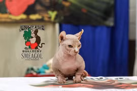 Một chú mèo không lông Bully Cat. (Nguồn: Facebook BULLYCATS)