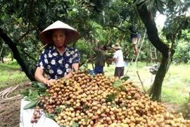 Người dân xã Hồng Nam, thành phố Hưng Yên thu hoạch nhãn. (Ảnh: Đinh Văn Nhiều/TTXVN)