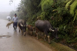 Người dân vùng cao thị xã Sa Pa chủ động di chuyển đàn trâu xuống vùng thấp chống rét. (Ảnh: Quốc Khánh/TTXVN)