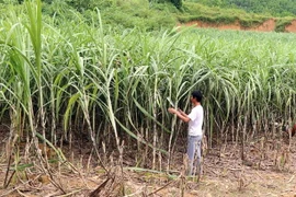 Người dân chăm sóc mía. (Ảnh: Quang Cường/TTXVN)