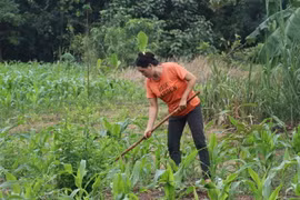 Một gia đình thoát nghèo nhờ vay vốn trồng cây sầu riêng và xen canh cây ngô. (Ảnh: Sỹ Tuyên/TTXVN)