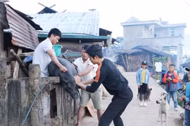 Sáng sớm, bà con đồng bào dân tộc Hà Nhì bắt lợn làm thịt ăn Tết cổ truyền của mình. (Ảnh: Nguyễn Oanh/TTXVN)