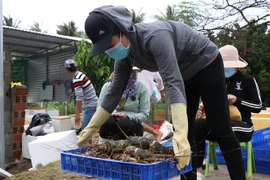 Thương lái thu mua tôm hùm bị ngợp nước ngọt chết tại thị xã Sông Cầu, Phú Yên. (Ảnh: Phạm Cường/TTXVN)