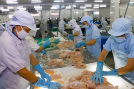 Chế biến cá tra xuất khẩu tại Công ty TNHH Thủy sản Biển Đông (thành phố Cần Thơ). (Ảnh: Thanh Liêm/TTXVN)