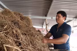 Anh Lê Đức Hà ở xã Văn Hóa, huyện Tuyên Hóa, tỉnh Quảng Bình bắt tay cải tạo chuồng nuôi để tái sản xuất sau lũ. (Ảnh: Võ Dung/TTXVN)