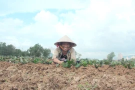 Người dân sớm khôi phục sản xuất sau mưa lũ. (Ảnh: Võ Dung/TTXVN)