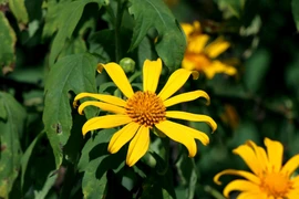 Hoa dã quỳ ở vùng biên viễn mang vẻ đẹp hoang sơ, dung dị đặc trưng với sắc vàng ấm áp. (Ảnh: Xuân Tiến/TTXVN)