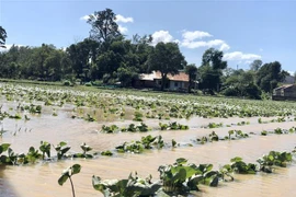  Nhiều diện tích khoai lang nhật của người dân xã Dur Kmăl, huyện Krông Ana có nguy cơ mất trắng. (Ảnh: Tuấn Anh/TTXVN)