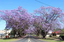 Hoa phượng tím nở rộ tại Grafton, Australia. (Ảnh: Nguyễn Minh/TTXVN)