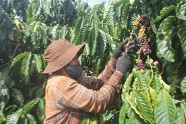 Niên vụ càphê 2020, sản lượng càphê tại tỉnh Gia Lai không đạt do ảnh hưởng mưa bão, thiếu nhân công thu hái. (Ảnh: Hồng Điệp/TTXVN)