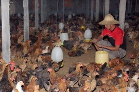 Oman gỡ bỏ lệnh cấm nhập khẩu sản phẩm gia cầm từ Việt Nam