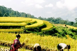 Miền Bắc giảm mưa, nhiệt độ tăng nhẹ trong những ngày tới