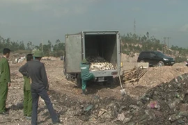 Quảng Ninh tiêu hủy 1,4 tấn cá nóc biển có độc tố tự nhiên