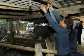 Không khí lạnh tăng cường, vùng núi phía Bắc rét đậm, rét hại