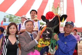 Ban tổ chức trao Vương miện Hoa hậu bò sữa Mộc Châu 2015 cho 'cô' bò mang ký hiệu 664. (Ảnh: Hùng Võ/Vietnam+)