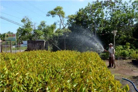 Vi phạm sản xuất giống cây trồng có thể bị phạt 100 triệu đồng 