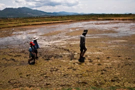 Ảnh minh họa. (Nguồn: TTXVN)