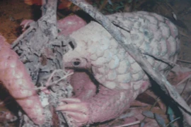 Đề xuất công khai các cá nhân, cửa hàng buôn bán động vật hoang dã