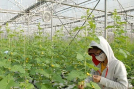 Ảnh minh họa. (Nguồn ảnh: TTXVN)