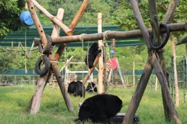 Các cá thể gấu háo hức vui đùa với trò chơi do ông Tuấn thiết kế. (Ảnh: Hùng Võ/Vietnam+)
