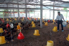 Ảnh minh họa. (Nguồn ảnh: TTXVN)