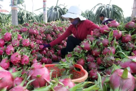 Tái cơ cấu nông nghiệp: Doanh nghiệp cần “chung thuyền” với nông dân