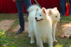 [Photo] Ngộ nghĩnh cún cưng ngoại nhập của giới trẻ Hà Thành