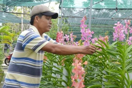 Ảnh minh họa. (Nguồn: TTXVN)