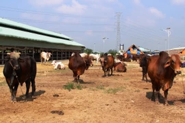 Ảnh minh họa. (Nguồn: TTXVN)