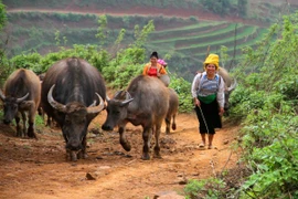 Yên Bái đẩy mạnh cải tạo đàn trâu bò. (Ảnh: TTXVN)