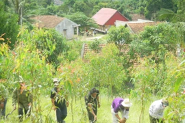 Phó Thủ tướng yêu cầu hoàn thành trồng rừng thay thế trong năm 2015