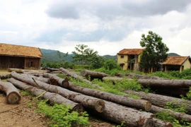 Một bãi gỗ bị tịch thu từ các vụ lâm tặc khai thác trái phép tại huyện Di Linh. (Ảnh: Hùng Võ/Vietnam+)