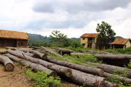 Một bãi gỗ bị tịch thu từ các vụ lâm tặc khai thác trái phép tại huyện Di Linh. (Ảnh: Hùng Võ/Vietnam+)