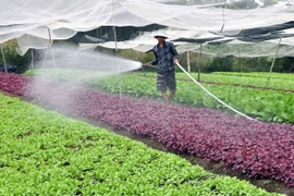 Ảnh minh họa. (Nguồn: TTXVN)