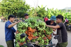 Ảnh minh họa. (Nguồn ảnh: TTXVN)