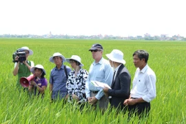 [Photo] Đại sứ Ted Osius đi thăm cánh đồng lúa ven biển Nam Định