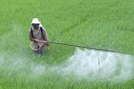 Hà Nội: Lãnh đạo huyện chịu trách nhiệm nếu để sâu bệnh phát sinh dịch