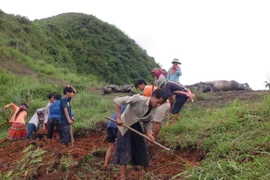 Hà Giang tiêu hủy một đàn trâu bị chết do sét đánh. (Ảnh minh họa. Nguồn: TTXVN)