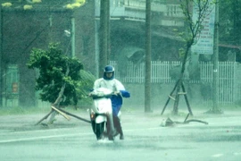 Ảnh minh họa. (Ảnh: Xuân Tùng/TTXVN)