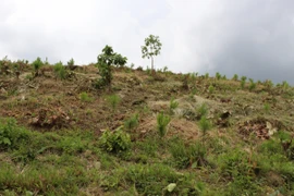Những quả đồi bị cạo trọc cây ở huyện Di Linh, tỉnh Lâm Đồng. (Ảnh: Hùng Võ/Vietnam+)