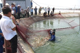 Ảnh minh họa. (Nguồn ảnh: TTXVN)