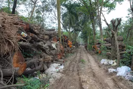 Gỗ được tập kết tại các kho gỗ tại Hà Nội. (Ảnh: Sơn-Bách/Vietnam+)