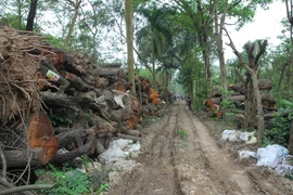 Gỗ được tập kết tại các kho gỗ tại Hà Nội. (Ảnh: Sơn-Bách/Vietnam+)