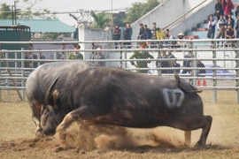 Sôi động lễ hội đấu võ của 76 “ngưu thủ” giữa thủ đô Hà Nội 