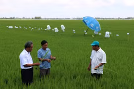 Nâng cao nhận thức của người dân về việc sử dụng phân bón, thuốc bảo vệ thực vật tại Kiên Giang. (Nguồn ảnh: TTXVN)