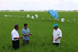 Nâng cao nhận thức của người dân về việc sử dụng phân bón, thuốc bảo vệ thực vật tại Kiên Giang. (Nguồn ảnh: TTXVN)