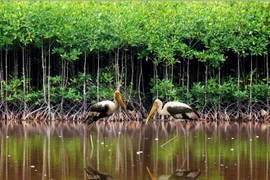 Vườn quốc gia Côn Đảo được Ban Thư ký Công ước Ramsar thế giới công nhận là khu đất ngập nước. (Nguồn: TTXVN)