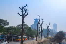 Chặt 6.700 cây xanh: Hà Nội có thể sẽ lâm vào cảnh ô nhiễm nặng